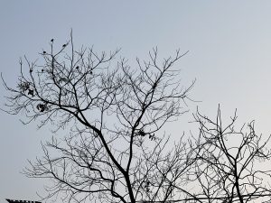 Bare branches of a tree silhouetted against a pale sky, with several birds perched on the branches.