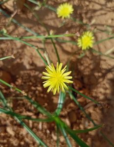 A close-up of a yellow dandelion-like flower with several thin green stems and leaves, set against a background of dry, brown soil.