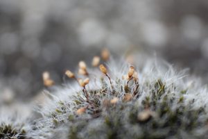 Micro ecosystem in the moss