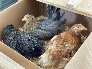 Three chicken pullets in small nesting box (clockwise from top: Crele Penedesenca, golden sex link, and olive egger)