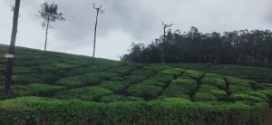 The outskirts of Valparai Town in Tamilnadu with the natural tea planted in a beautiful manner.