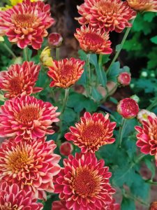 Flower of red and slightly yellow colour