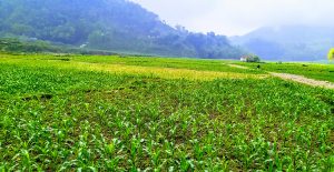 Nature’s beauty: an endless scene of lush green maize fields, surrounded by green mountains, taken in Arjunchoupari