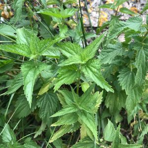 Close-up of a nettle plant.