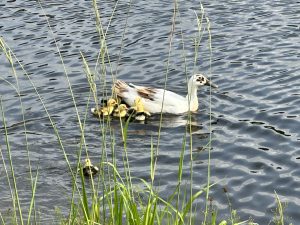 Momma duck with her new baby ducks swimming in a pond with grass reeds in front