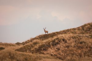 A deer standing in the dunes on Blåvand, Denmark.