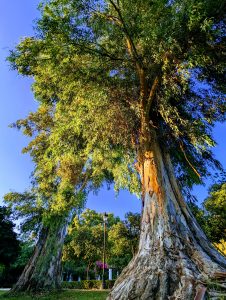 Big tree in the park, seen from below