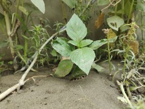Sweet Basil in filling