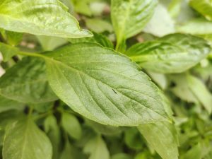 Sweet Basil leaves