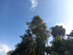 morning sunshine illuminating the trees, on a day with clear blue sky.