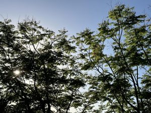 Sunlight peeking through the silhouette of tree branches against a clear blue sky.