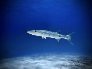 A lone barracuda, a predatory, ray-finned fish known for its fearsome appearance and ferocious behavior, slices through the azure waters at Tiger Beach, Bahamas. Viewed from slightly below, its elongated body and streamlined form are highlighted. The barracuda’s silver scales reflect ambient light as it glides over the rippling ocean floor.