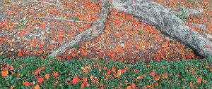 Fallen flowers from a tree on the small saplings in the Lumpini Park, Bangkok.