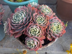 A close-up view of a potted succulent plant with rosette-shaped leaves. The leaves are green with red edges, creating a colorful contrast. The plant is placed on a stone surface with other pots in the background.