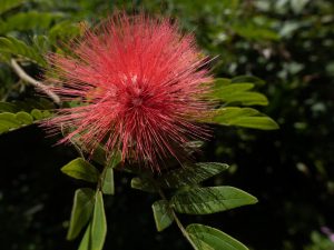 Close-up of a red powder puff flower with fluffy, spiky petals surrounded by green leaves, set against a blurred background. Viñales, Cuba.