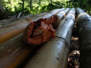 A close-up of an open cupuaçu fruit (Theobroma grandiflorum) with reddish-orange pulp and a visible seed, resting on a stack of cut bamboo logs in a tropical forest setting. The background is slightly blurred, showing dense green foliage and dappled sunlight filtering through the trees. Viñales, Cuba.