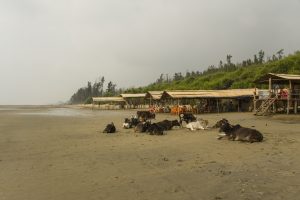 Cows lying on a sandy beach near a row of wooden huts with thatched roofs. Tall green grass and trees are visible in the background.