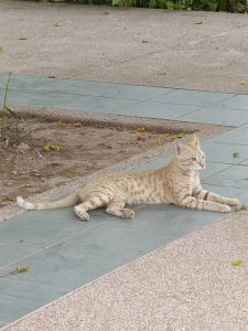 A cat is sitting calmly on patterned garden floor tiles. The cat appears relaxed, with its front paws tucked under its body and its tail curled beside it. Soft natural light casts gentle shadows around the cat, highlighting the texture of its fur and the surface of the tiles.
