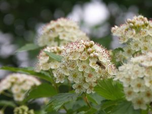 A close-up photograph of clusters of white Physocarpus flowers with delicate pink accents, surrounded by green leaves, with a bee nestled inside one of the blossoms.