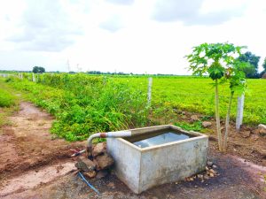 A green farmland with a cement water tank connected to a borewell pipe in the foreground. A small papaya tree grows beside the tank. In the background, rows of lady finger plants and a large groundnut (peanut) farm stretch across the field, with cloudy skies above.