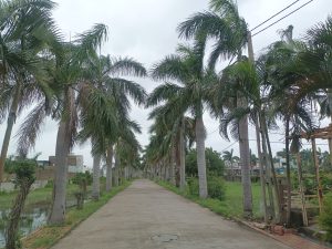 A serene road lined with tall palm trees on both sides, stretching into the distance under a cloudy sky, with village houses and green fields nearby