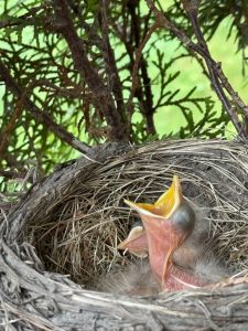 A baby robin in a nest calling for food.