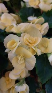 A close-up shot of a cluster of light yellow and white begonias in full bloom, with a few dark green leaves visible in the background.
