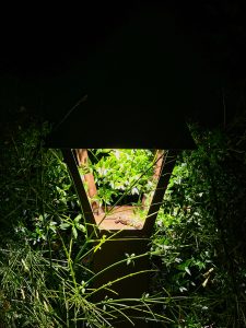 A Moorish gecko rests inside a lit lantern surrounded by grass at night.