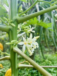 A close-up of delicate, white papaya blossoms growing on the main stalk of the tree.