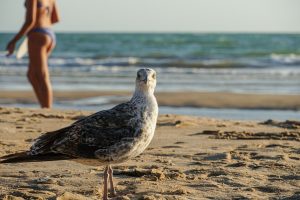A close-up of a seagull standing on the beach, looking directly at the camera. In the background, a person in a bikini is blurred