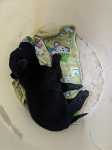 A sleeping black puppy in a bucket.