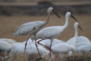 A close-up of Siberian Cranes in a field—one with brown mottled feathers on its neck, the others pure white, all with long dark beaks and slender red legs.