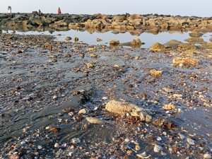A beach with a wet, pebbled shore scattered with seashells on Saint Martin’s Island, Bangladesh.