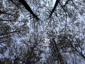A view looking up into a forest, where tall trees stretch towards the sky. The trunks are sturdy, and their branches intertwine overhead, creating a network against a backdrop of light blue sky.