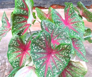 Caladium leaves with pink centers, green speckled edges, on a concrete background