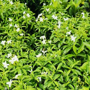A carpet of lush green leaves kissed by delicate white flowers creates a scene full of freshness and peace. Hidden among the blossoms, a tiny dragonfly adds a magical touch, reminding us how nature’s smallest details hold the greatest beauty. Pure, vibrant, and alive—this moment feels like serenity in bloom.