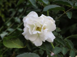 A close-up of a white rose with layered ruffled petals, a pale yellow center, and dark green serrated leaves.