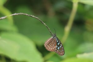 A brown and blue spotted butterfly perched upside down on a thin bare twig against a blurred green leafy background.