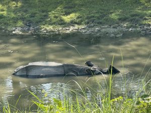 A rhinoceros rests in a calm, muddy waterhole, partially submerged. Sunlight filters through overhead trees, illuminating the lush greenery surrounding the water.