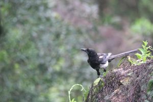 An Oriental Magpie stands on a thick, tangled, brown branch covered in green vines. The bird is alert, looking slightly to to the side with a pointed beak. The background is blurred with lush green foliage.