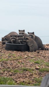 6 young raccoons eating a bowl of food.