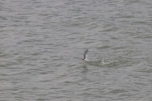 A little tern is captured mid-flight above choppy grey water. The bird’s wing is extended upwards as it just splashes out of the water, creating a small ripple.