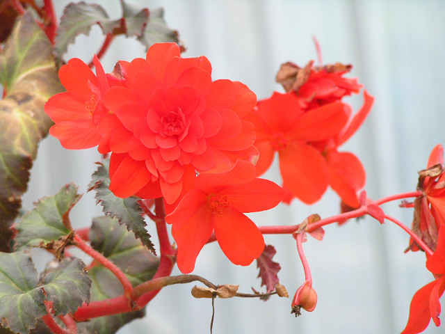 20万本のユリを求めてフラワーヒル菊池高原へ 06,06,15_b0051299_1355748.jpg