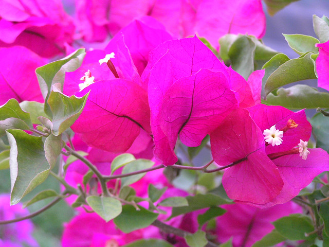 20万本のユリを求めてフラワーヒル菊池高原へ 06,06,15_b0051299_1356043.jpg