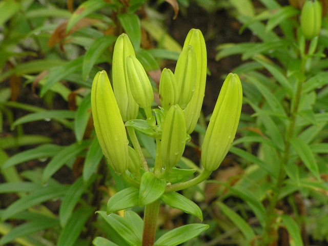 20万本のユリを求めてフラワーヒル菊池高原へ 06,06,15_b0051299_1356152.jpg