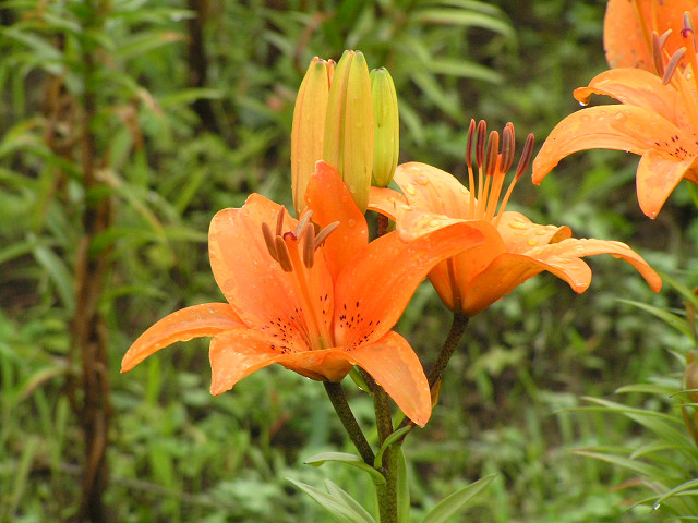 20万本のユリを求めてフラワーヒル菊池高原へ 06,06,15_b0051299_13563826.jpg