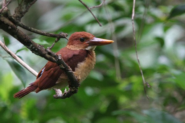 リュウキュウアカショウビンその3 ちびショウビン_a0035279_19203793.jpg
