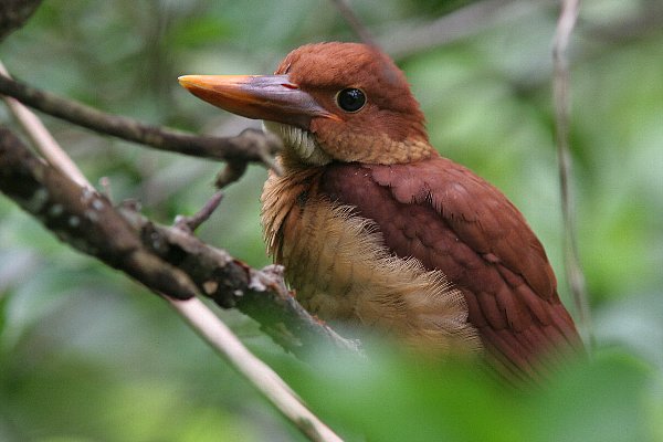 リュウキュウアカショウビンその3 ちびショウビン_a0035279_19234375.jpg