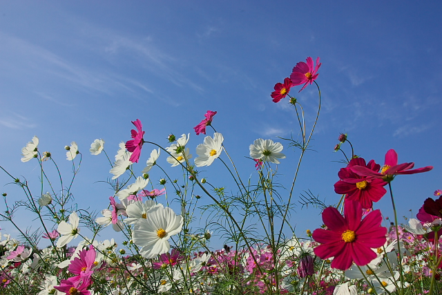 コスモスの丘_c0101558_2084585.jpg