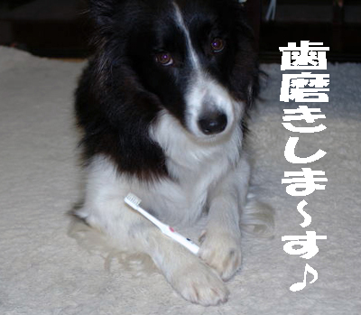 歯磨き part2_f0114893_1110589.jpg